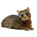 4.webp