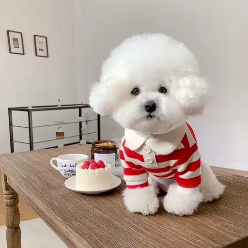 Summer Polo Shirt for Dogs Puppy Clothes Bichon Frise Chihuahua